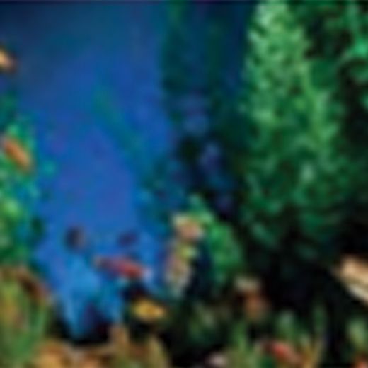 Picture of Tide & Treasure™ Double-Back™ Pre-Cut Background - Aquarama/Shalescape - Up 29 Gallons 