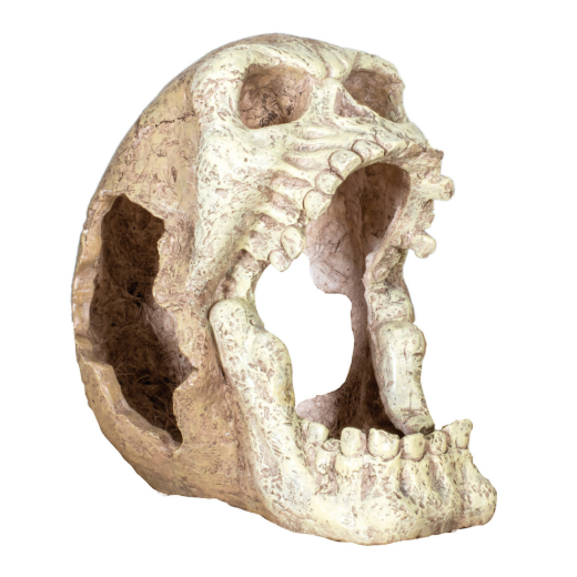 Picture of Reptology™ Skull Decor - Fits REP702 (Not Included)