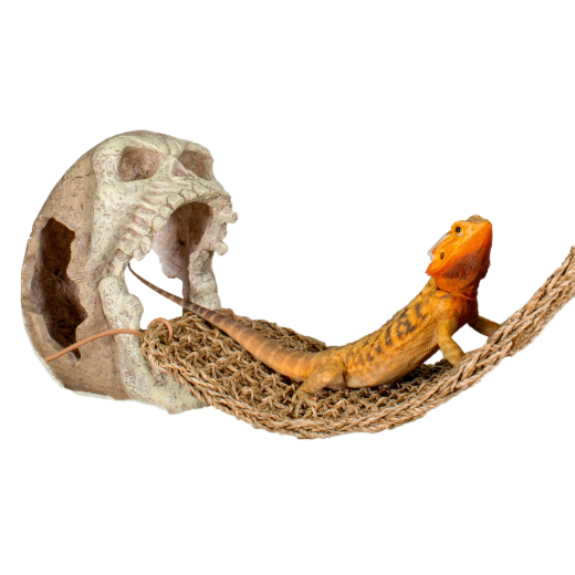 Picture of Reptology™ Skull Decor - Fits REP702 (Not Included)