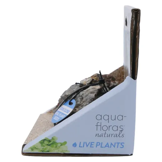 Seiryu Stone - Aqua Flora Naturals