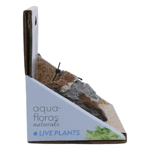 Seiryu Stone - Aqua Flora Naturals