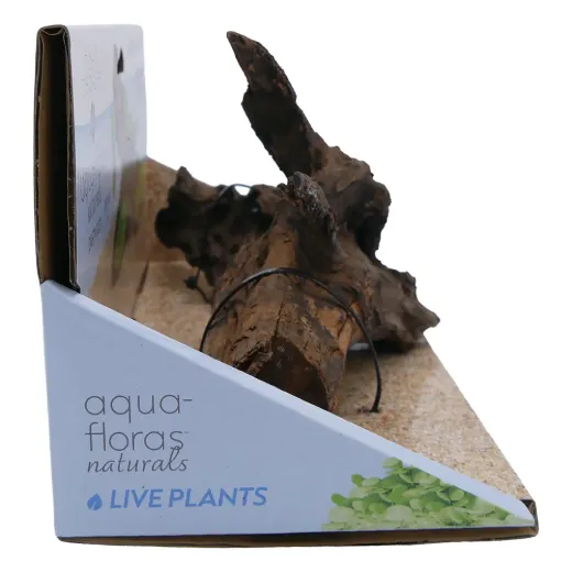 Driftwood Medium -Aqua Flora Naturals - 8.25"-12"