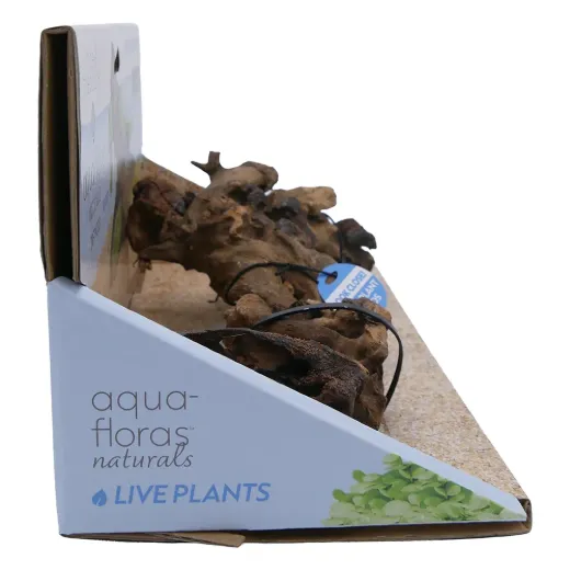 Driftwood Medium -Aqua Flora Naturals - 8.25"-12"