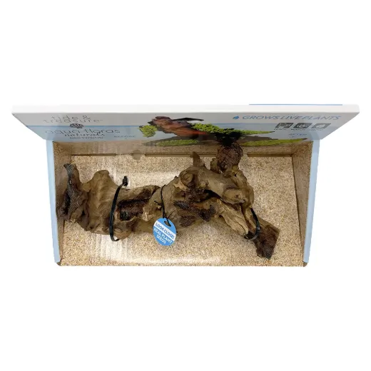 Driftwood Medium -Aqua Flora Naturals - 8.25"-12"