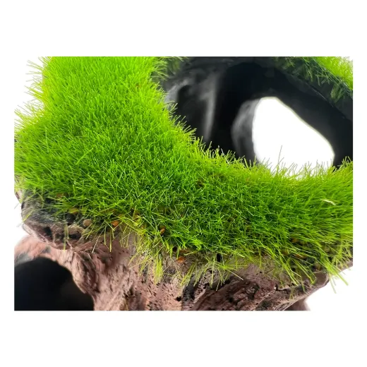 Living Root Aqua-Flora